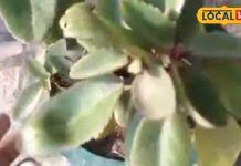 पथरी के लिए काल है यह पौधा, किडनी से लेकर पित्ताशय के स्टोन की बजा देता है बैंड, सिर दर्द में भी रामबाण