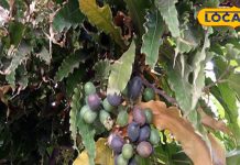 पत्ते, छाल, बीज और जड़…इस पेड़ ही हर एक चीज है संजीवनी बूटी, पथरी से लेकर डायबिटीज को करे ठीक