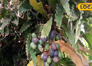 पत्ते, छाल, बीज और जड़…इस पेड़ ही हर एक चीज है संजीवनी बूटी, पथरी से लेकर डायबिटीज को करे ठीक