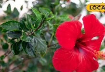 लाल फूल से बनी इस चाय का करें सेवन, पीरियड के दर्द से मिलेगी राहत