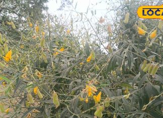 कब्ज भगाए…हड्डियों और पाचन तंत्र को मजबूत करे यह साग, आयुर्वेदाचार्य से जानें सेवन का तरीका