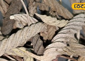 फाइबर-आयरन की दुकान है ये औषधि, खून-पेट को रखे सेहतमंद, बीमारियां हो जाएंगी छुमंतर!