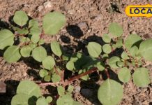 केवल सर्दियों में उगती है ये जंगली घास, गठिया के लिए फायदेमंद, पेट के कीड़ों को कर देती है खत्म, जानें और लाभ