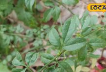 मुंह के छालों से तुरंत मिलेगा आराम, ये हरी पत्तियां रामाबाण इलाज! इस्तेमाल करना बेहद आसान