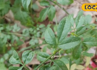 मुंह के छालों से तुरंत मिलेगा आराम, ये हरी पत्तियां रामाबाण इलाज! इस्तेमाल करना बेहद आसान