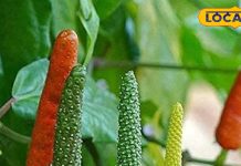 बवासीर हो या गैस, मोटापा, शरीर की गंदगी को निचोड़ कर बाहर फेंक देगा ये मसाला, कीमत 5 हजार