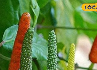 बवासीर हो या गैस, मोटापा, शरीर की गंदगी को निचोड़ कर बाहर फेंक देगा ये मसाला, कीमत 5 हजार