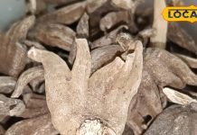 शेर के पंजे की तरह ताकतवर है ये औषधि, हड्डियों को बना देगी बलवान, कभी महसूस नहीं होगी कमजोरी!