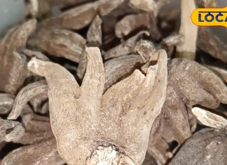 शेर के पंजे की तरह ताकतवर है ये औषधि, हड्डियों को बना देगी बलवान, कभी महसूस नहीं होगी कमजोरी!