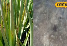 यूपी के किसान ने कर दिया कमाल, घर में ही बना डाला बिना केमिकल के एलोवेरा का सिरका, पेट की बीमारियों के लिए है रामबाण