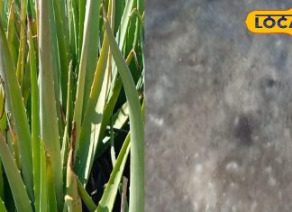 यूपी के किसान ने कर दिया कमाल, घर में ही बना डाला बिना केमिकल के एलोवेरा का सिरका, पेट की बीमारियों के लिए है रामबाण