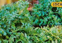 Chana saag develops immunity available only a few days in year keeps bones strong