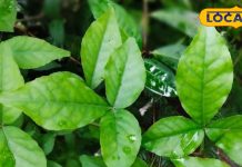 Home Remedy: पेट के कीड़ों का दुश्मन है ये पत्ता, जड़ से खत्म करता है समस्या, भविष्य में भी नहीं आती ये परेशानी