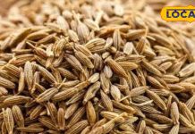 क्या आप जानते हैं जीरे के चमत्कारी फायदे? कहीं नहीं मिलेगी नागौर जैसी क्वालिटी, विदेश में भी बढ़ा रहा शान