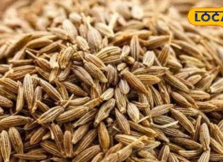 क्या आप जानते हैं जीरे के चमत्कारी फायदे? कहीं नहीं मिलेगी नागौर जैसी क्वालिटी, विदेश में भी बढ़ा रहा शान