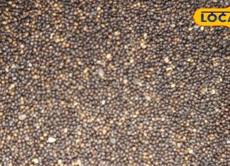 चमत्कारी आयुर्वेदिक औषधि है समुद्र सोख, लीवर से लेकर हड्डियों तक के लिए है फायदेमंद