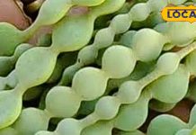 जंगली पेड़ की ये फली आयुर्वेद का खजाना! मसूड़े-दांतों की समस्या के लिए कारगर