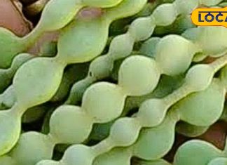 जंगली पेड़ की ये फली आयुर्वेद का खजाना! मसूड़े-दांतों की समस्या के लिए कारगर