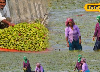 सर्दी आते ही बाजार में छा जाता है ये फल, खतरों की बीच से तोड़कर लाते हैं किसान