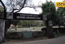 सिंगापुर और थाईलैंड के चिड़ियाघर से बढ़िया है दिल्ली का जू, यहां पर्यटक 84 प्रजाति के जानवरों का करते हैं दीदार