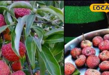 सेहत का खजाना है ये जंगली फल! 2000 मीटर की ऊंची पहाड़ियों से लाते हैं ग्रामीण, पेट और डायबिटीज की बीमारियों के लिए है रामबाण!