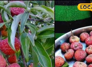 सेहत का खजाना है ये जंगली फल! 2000 मीटर की ऊंची पहाड़ियों से लाते हैं ग्रामीण, पेट और डायबिटीज की बीमारियों के लिए है रामबाण!