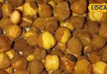 अगर इस तरह किया भुने चने का सेवन तो जवान रहेंगे आप! अमृत की तरह करेगा काम, खून की नहीं होगी कमी