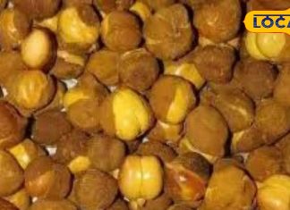 अगर इस तरह किया भुने चने का सेवन तो जवान रहेंगे आप! अमृत की तरह करेगा काम, खून की नहीं होगी कमी