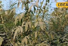 गैस और कब्ज को जड़ से छूमंतर कर देता है यह साग, शरीर में इम्यूनिटी बूस्टर का करता है काम