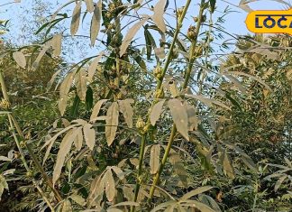 गैस और कब्ज को जड़ से छूमंतर कर देता है यह साग, शरीर में इम्यूनिटी बूस्टर का करता है काम