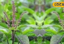 Basil and black pepper natural remedy for relief from fever, cough, allergy, stomach ache and gas. – Bharat.one हिंदी