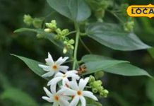 'रात की रानी', स्वर्ग से धरती पर लाया गया ये पौधा, दर्द से मिलेगा छुटकारा