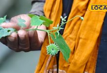 इस पौधे की पत्तियों का रस सात दिन में जड़ से खत्म करेगा बवासीर, आयुर्वेदाचार्य से जानें सेवन का तरीका