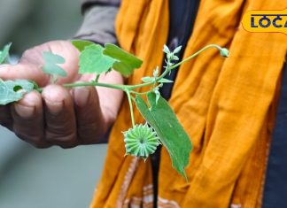 इस पौधे की पत्तियों का रस सात दिन में जड़ से खत्म करेगा बवासीर, आयुर्वेदाचार्य से जानें सेवन का तरीका