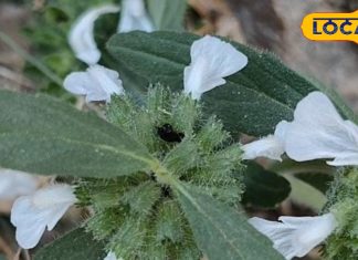 इन सफेद फूलों में छिपे हैं आयुर्वेदिक गुण, काढ़ा, चूर्ण और लेप तीनों है उपयोगी, ठंड से बचने का रामबाण इलाज