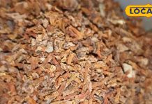 Health Tips: दिल की सेहत दुरुस्त करने से लेकर, ब्यूटी बेनिफिट्स तक, हरसिंगार के बीज आते हैं बहुत काम, देखें इनके फायदे