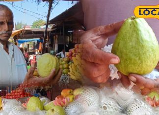 सर्दियों में कुछ दिन मिलता है ये इलाहाबादी फल, नजर पड़ते ही खींचे चले आते हैं लोग, जानें खासियत
