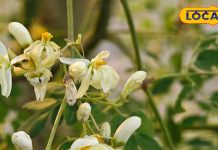 अमृत है ये पौधा! प्रोटीन, विटामिन सहित पोषक तत्वों का है भंडार, हड्डियां होंगी मजबूत, कब्ज और गैस को रखें दूर