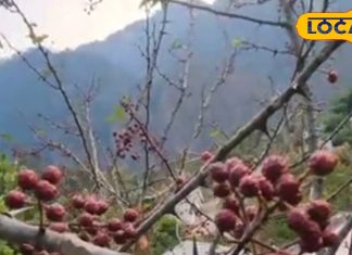 स्वास्थ्य के लिए रामबाण है यह पहाड़ी बीज, सर्दियों में जुकाम चुटकियों में हो जाएगा गायब, घरेलू नुस्खों में है सबसे ज्यादा कारगर