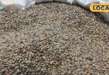 ये पहाड़ी दाल है सेहत का खजाना, पथरी-डायबिटीज से दिलाएगी छुटकारा, सर्दी-जुकाम के लिए वरदान!