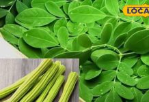 शरीर में दवा की तरह काम करते हैं ये पत्ते, इतने रोगों में देते हैं आराम