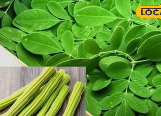 शरीर में दवा की तरह काम करते हैं ये पत्ते, इतने रोगों में देते हैं आराम