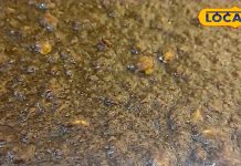 सर्दियों में गाजर नहीं…खाएं इस हरे पौधे से बना हलवा, घुटने हो जाएंगे ताकतवर, नहीं होगा दर्द!