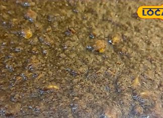 सर्दियों में गाजर नहीं…खाएं इस हरे पौधे से बना हलवा, घुटने हो जाएंगे ताकतवर, नहीं होगा दर्द!