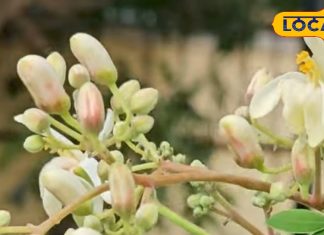 सर्दी में आदिवासी खूब खाते हैं ये फूल, बनाते हैं खास डिश, खाने से सेहत रहेगी फिट, जानें रेसिपी – Bharat.one हिंदी