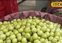 3 महीने मिलता ये फल, अगर खा ली इसकी चटनी…उतार कर फेंक देंगे स्वेटर!