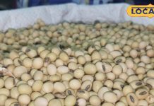 सर्दियों में रामबाण है ये पहाड़ी दाल…डायबिटीज और मोटापा करेगा कंट्रोल, जानें और फायदे