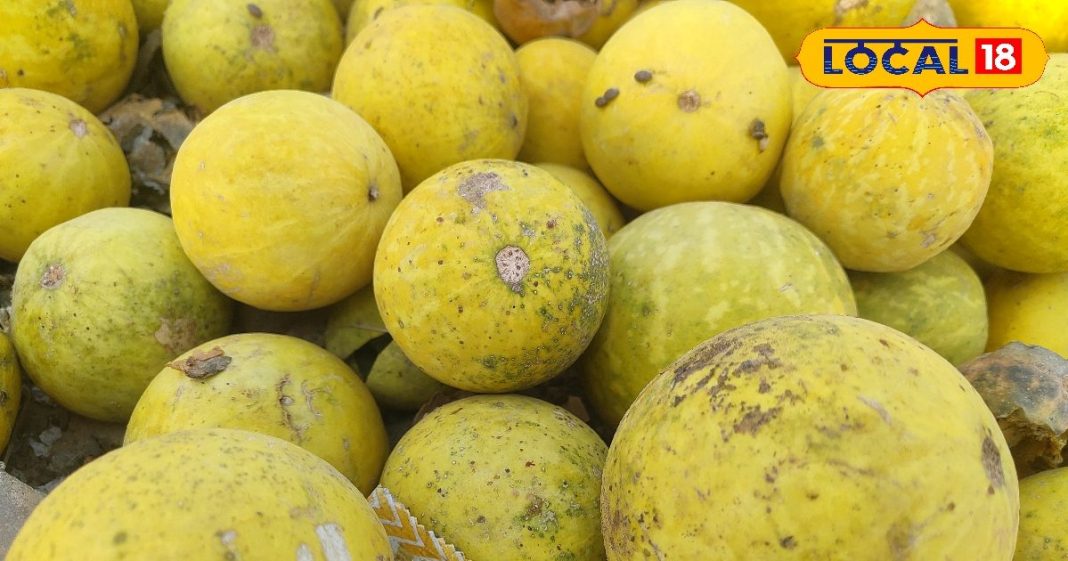 किसी करिश्मे से कम नहीं ये फल, बिना खेत के होती है फसल, सेहत का है खजाना, किसानों की भी बल्ले-बल्ले