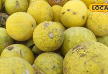 किसी करिश्मे से कम नहीं ये फल, बिना खेत के होती है फसल, सेहत का है खजाना, किसानों की भी बल्ले-बल्ले