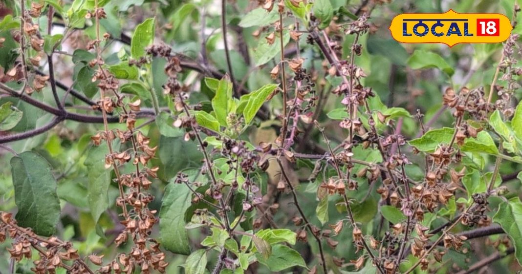 सर्दियों में रोज खाली पेट खाएं ये पत्ते…कब्ज और मुंह के छाले हो जाएंगे गायब!